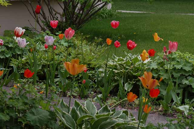 Flowers in a garden